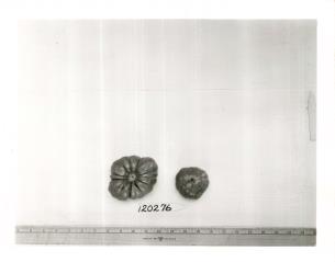 Click for 1 image(s) for this accession. FRUIT